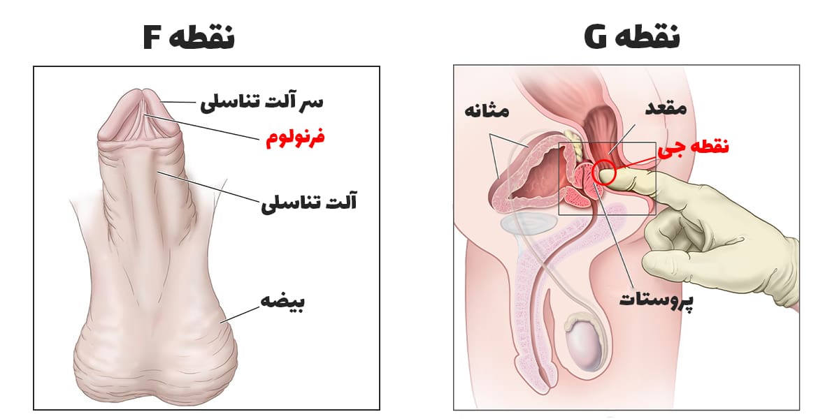 نقطه فرنولوم